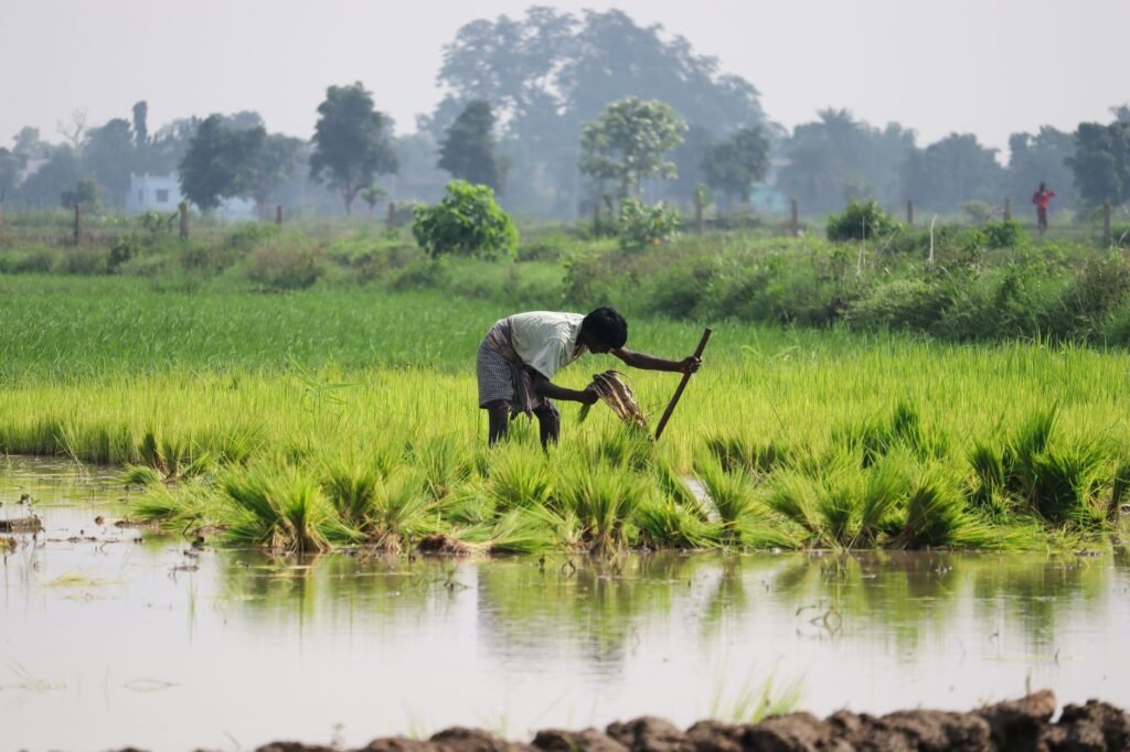 Thematic lead image: monsoon season agriculture — India's Monsoon Recovery: Easing Inflation or Premature Optimism? | National Times