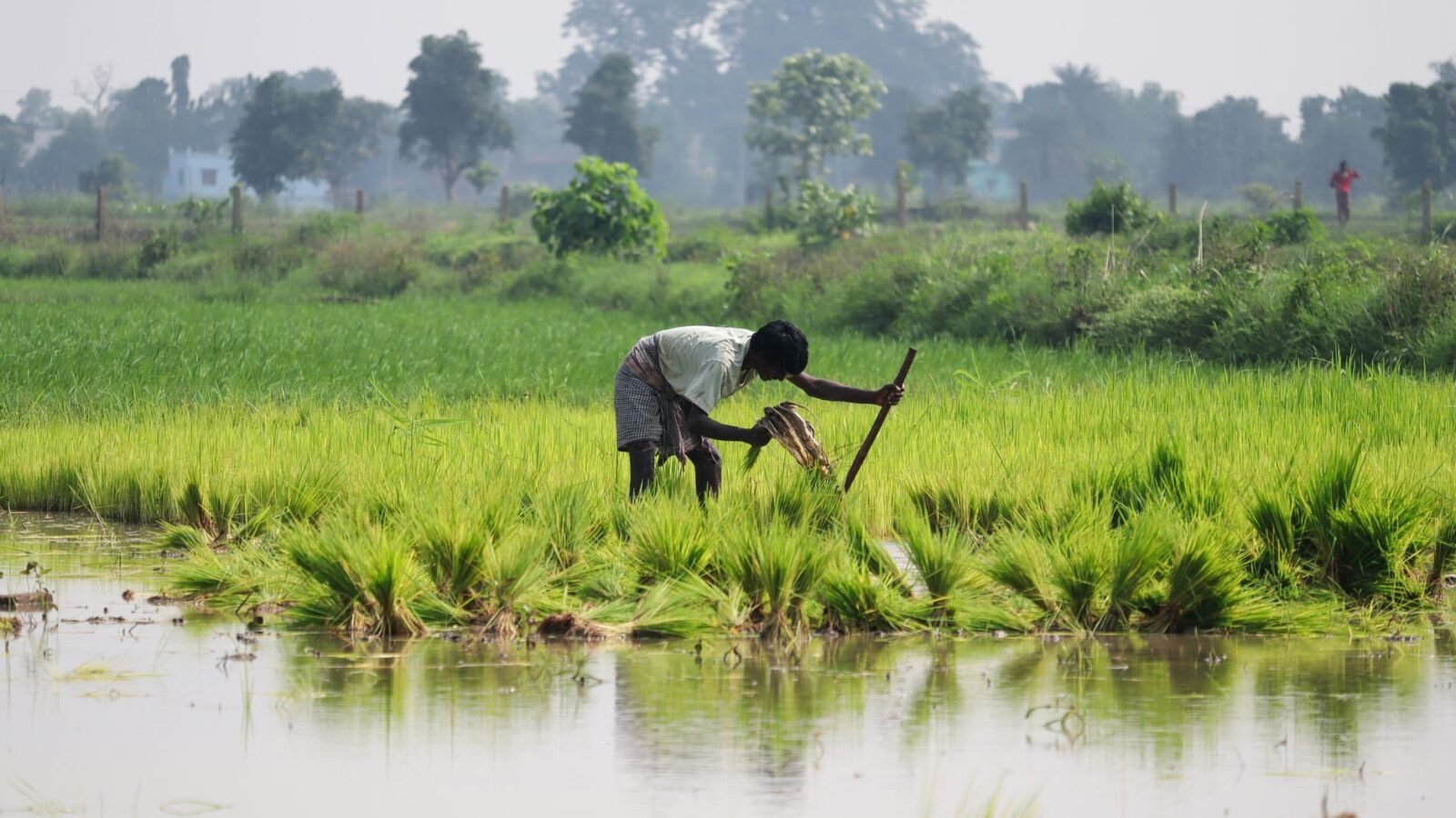Thematic lead image: monsoon season agriculture — India's Monsoon Recovery: Easing Inflation or Premature Optimism? | National Times