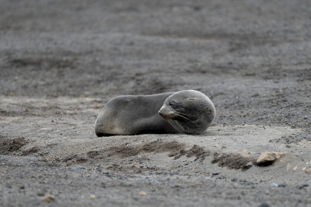 Thematic lead image: elephant seal pups, avian flu — Avian Influenza's Antarctic Reach: A Novel Ecological Threat or Isolated Event? | National Times