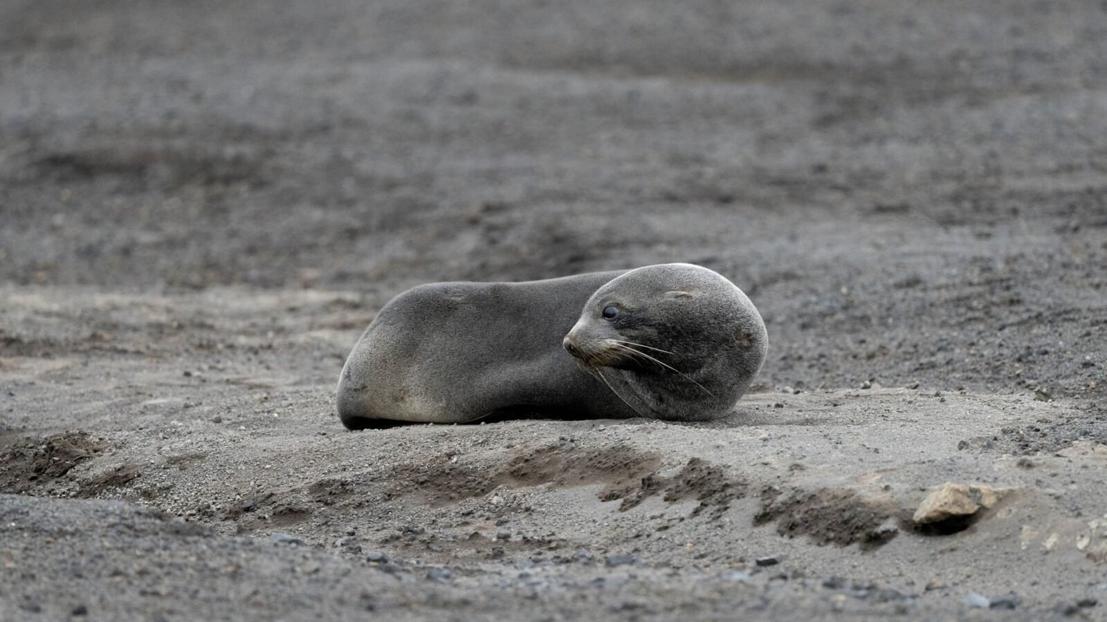 Thematic lead image: elephant seal pups, avian flu — Avian Influenza's Antarctic Reach: A Novel Ecological Threat or Isolated Event? | National Times