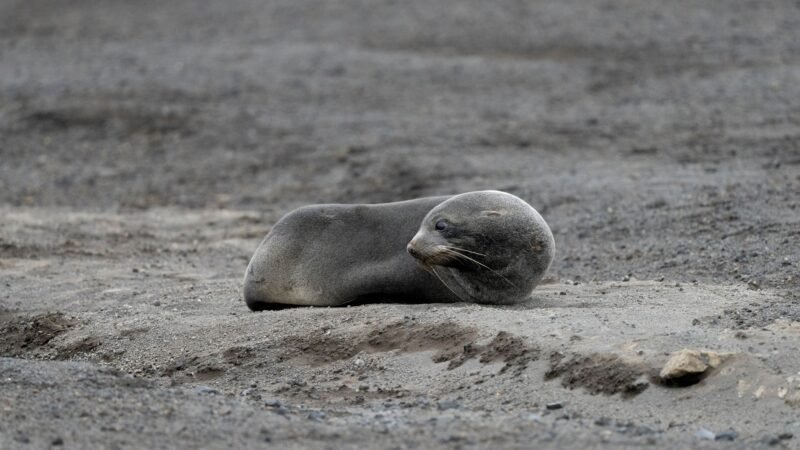 Thematic lead image: elephant seal pups, avian flu — Avian Influenza's Antarctic Reach: A Novel Ecological Threat or Isolated Event? | National Times