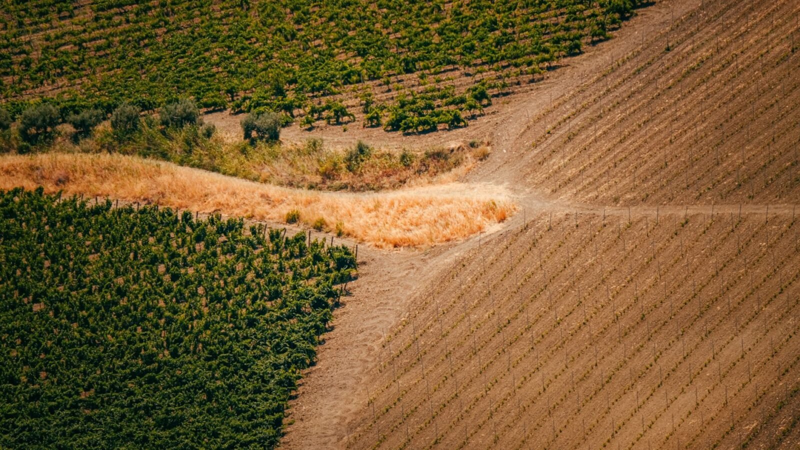 Thematic lead image: fragmented land administrative zones — Israel's 'Green Rafah' Zones: A New Model for Fragmentation in Gaza | National Times