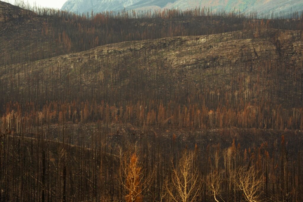 Thematic lead image: wildfire smoke forest — Wildfires expose Canada's resource management paradox in Okanagan | National Times