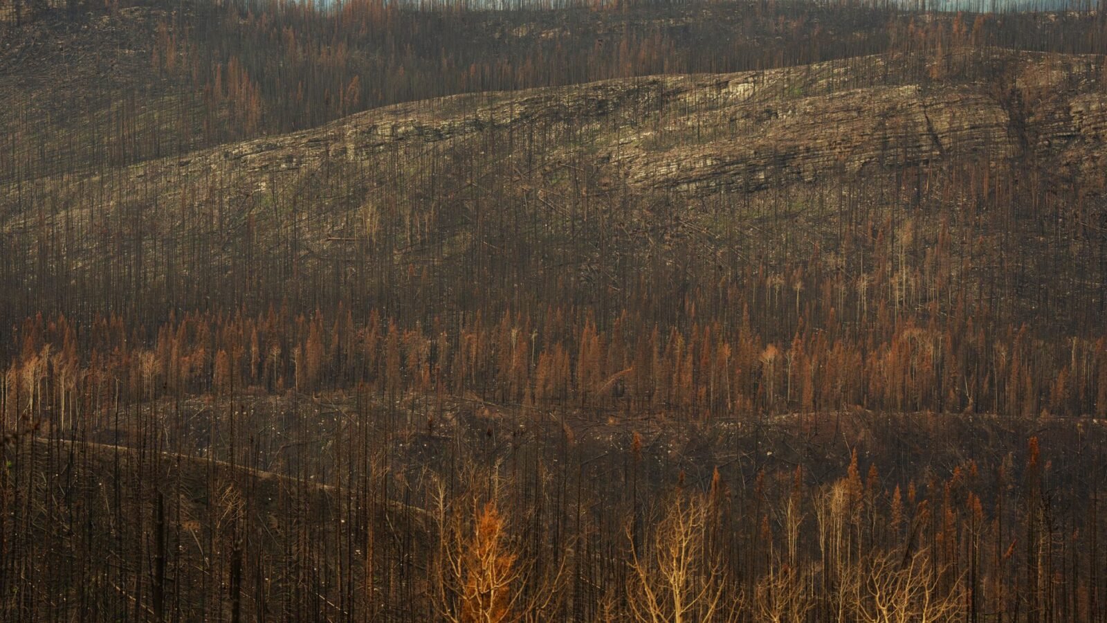 Thematic lead image: wildfire smoke forest — Wildfires expose Canada's resource management paradox in Okanagan | National Times