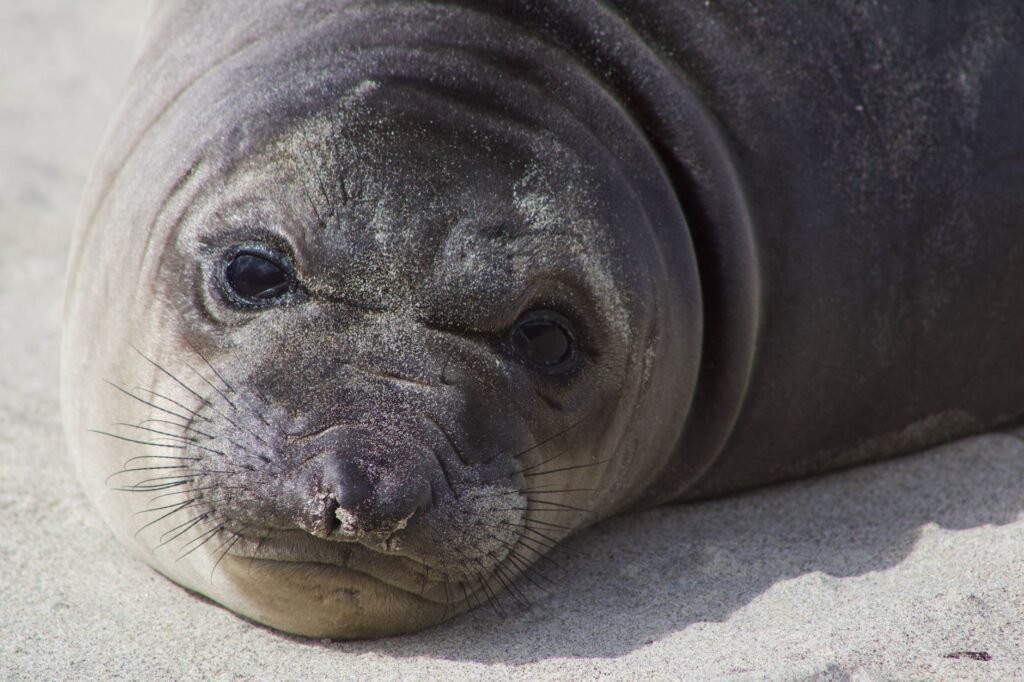 Thematic lead image: fur seal, H5N1, coastline — H5N1 Spillover to Australian Mammals: A New Epidemiological Frontier | National Times