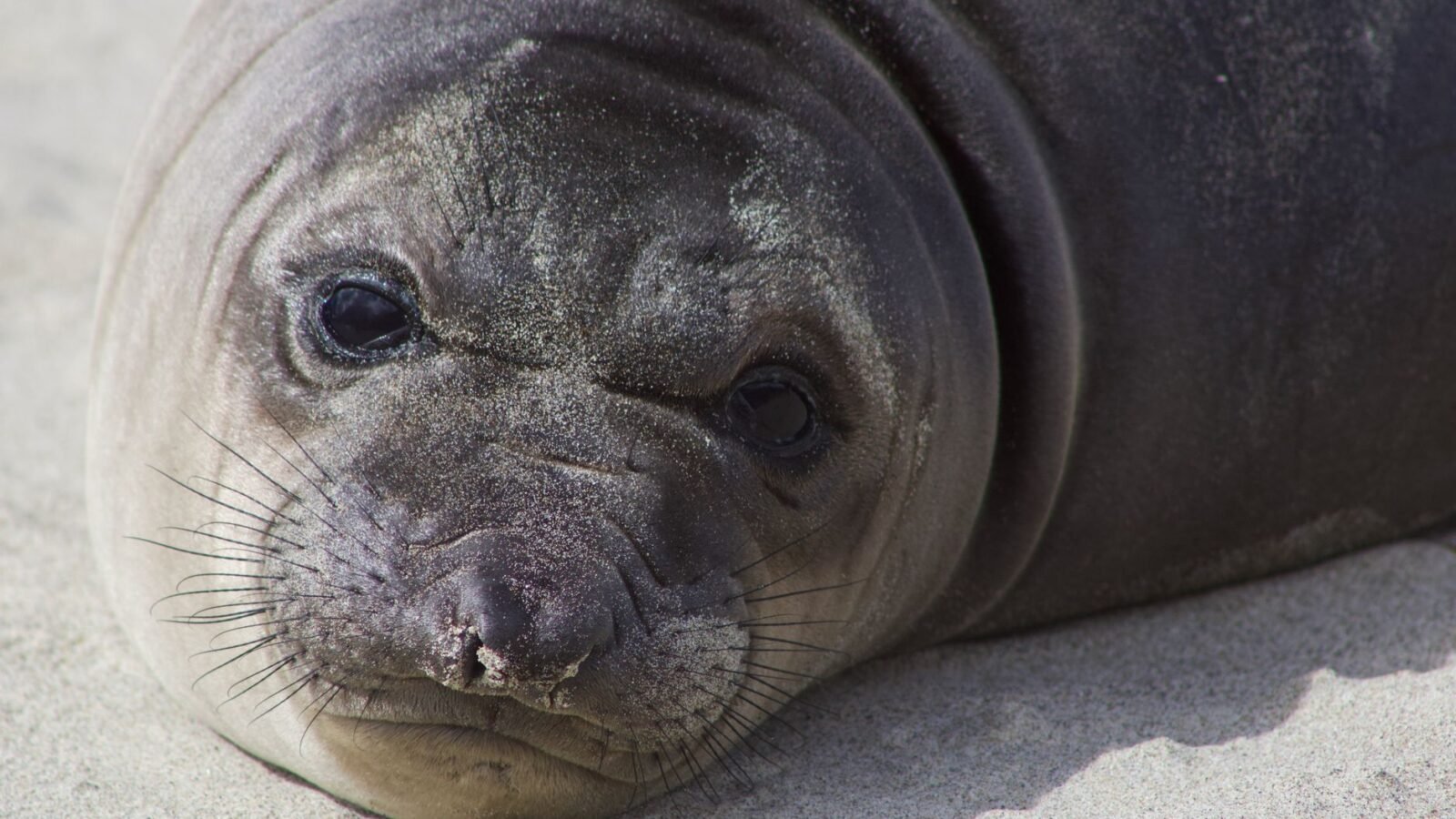 Thematic lead image: fur seal, H5N1, coastline — H5N1 Spillover to Australian Mammals: A New Epidemiological Frontier | National Times