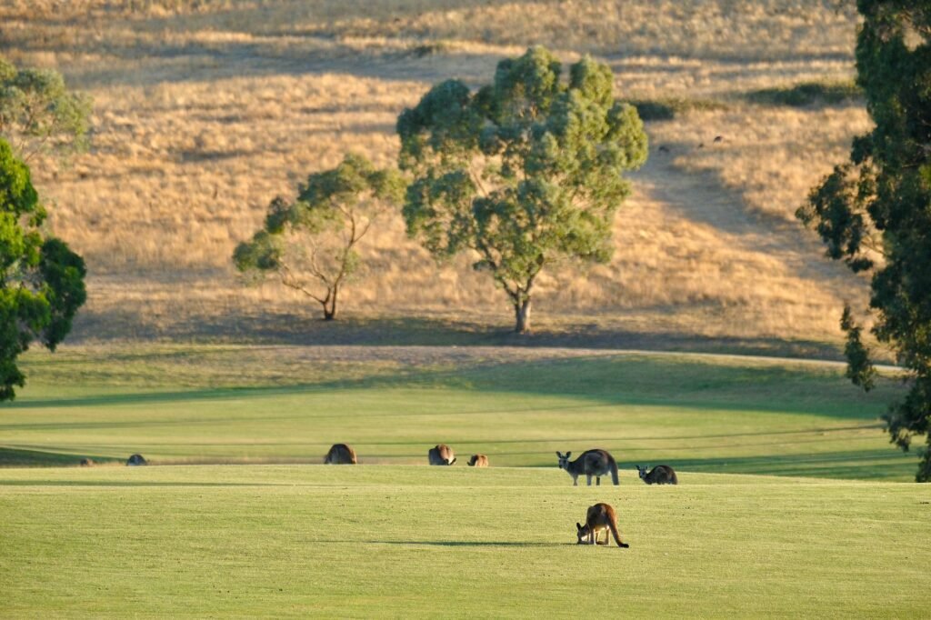 Thematic lead image: endangered species habitat — Australia's Extinction Crisis: A Bellwether for Global Biodiversity Loss | National Times