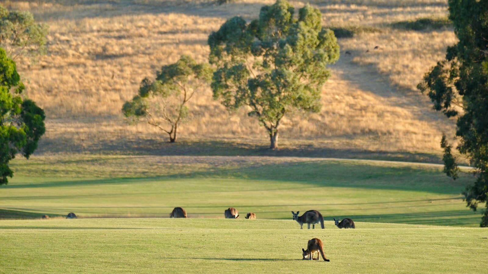 Thematic lead image: endangered species habitat — Australia's Extinction Crisis: A Bellwether for Global Biodiversity Loss | National Times
