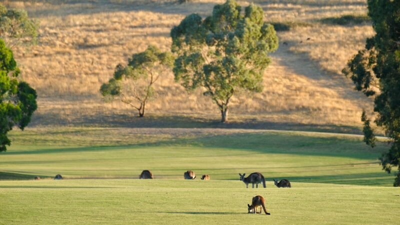 Thematic lead image: endangered species habitat — Australia's Extinction Crisis: A Bellwether for Global Biodiversity Loss | National Times