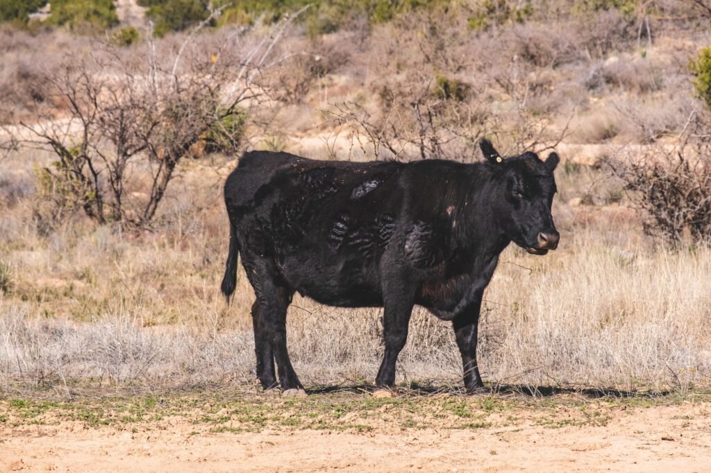 Thematic lead image: cattle ranching, beef industry — Shrinking US Cattle Herd Points to Enduring Beef Inflation | National Times