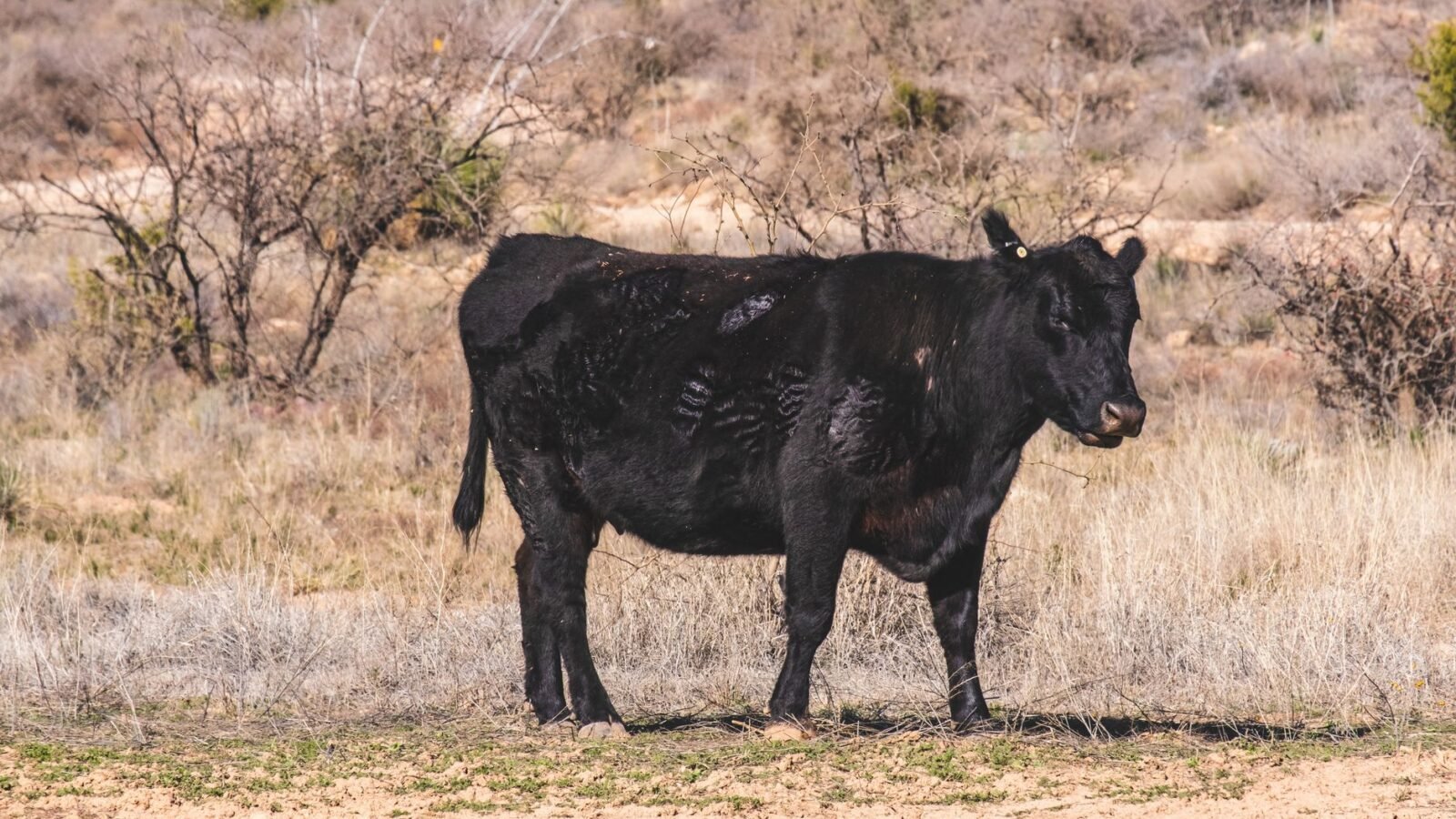 Thematic lead image: cattle ranching, beef industry — Shrinking US Cattle Herd Points to Enduring Beef Inflation | National Times