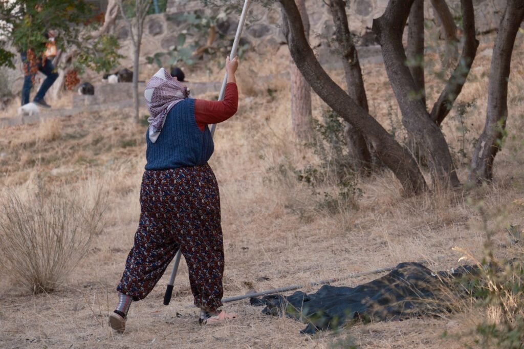 Thematic lead image: olive trees, conflict, land — Olive Tree Destruction: Escalation Pathways to 2030 | National Times