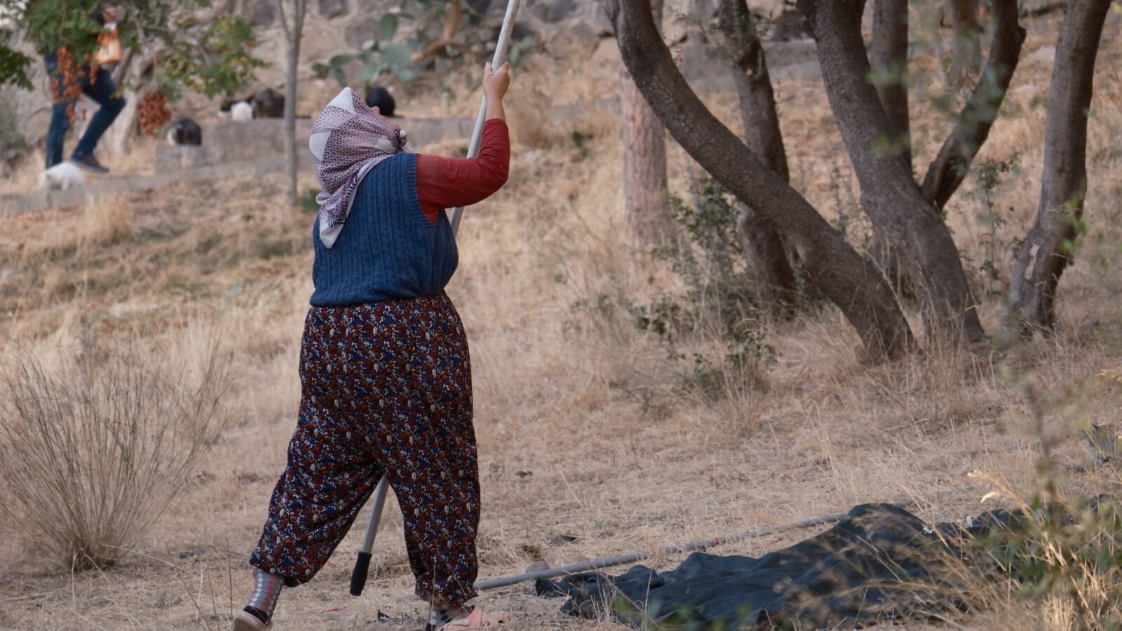 Thematic lead image: olive trees, conflict, land — Olive Tree Destruction: Escalation Pathways to 2030 | National Times