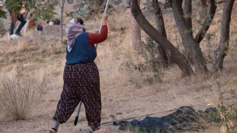Thematic lead image: olive trees, conflict, land — Olive Tree Destruction: Escalation Pathways to 2030 | National Times