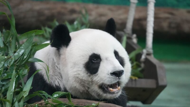 Thematic lead image: Giant pandas, diplomatic gift — Panda Diplomacy Returns: A Strategic Reassessment for US-China Relations | National Times