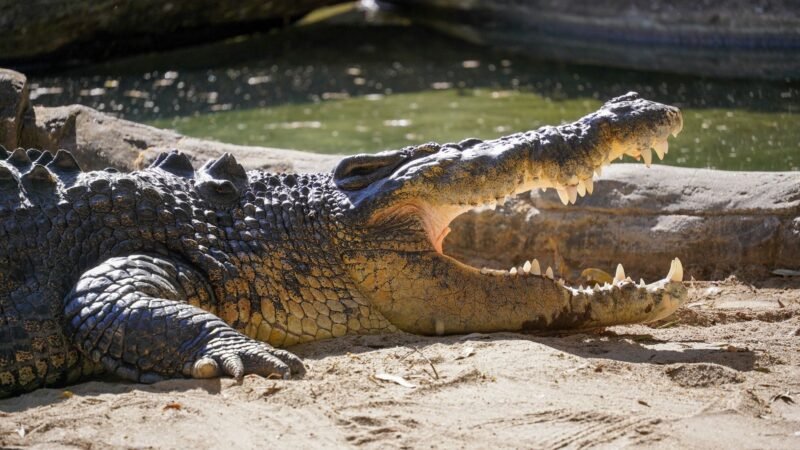 Thematic lead image: Olympic rowing venue, crocodiles — Brisbane's Crocodile River: Olympic Venue Selection Raises Safety Questions | National Times