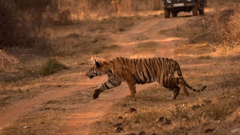 Thematic lead image: Bollywood actor, car, shooting — Mumbai Attack on Tiger Shroff Signals Evolving Underworld Tactics | National Times