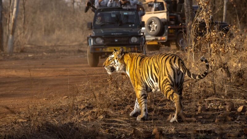 Thematic lead image: wildlife conservation — Conservation Success Amidst Broader Decline: A Pyrrhic Victory? | National Times