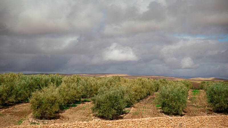 Thematic lead image: olive groves, land conflict — Rabbinical Edict Escalates West Bank Land Conflict | National Times